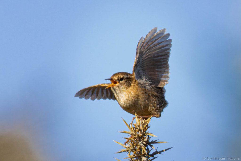 Photographie de Troglodyte mignon