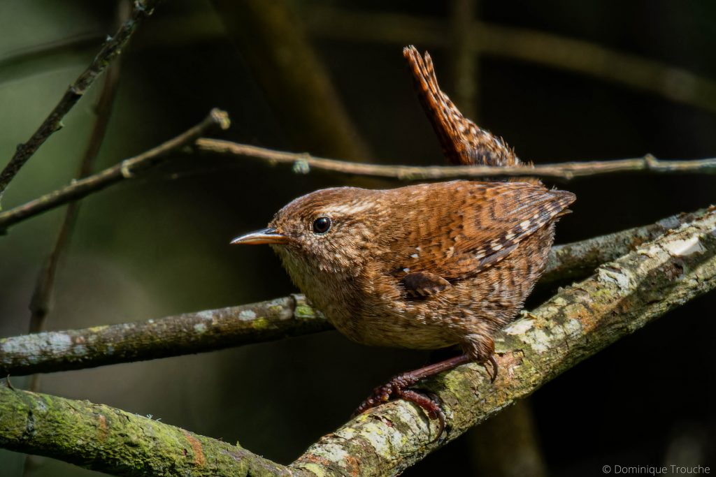 Photographie de Troglodyte mignon