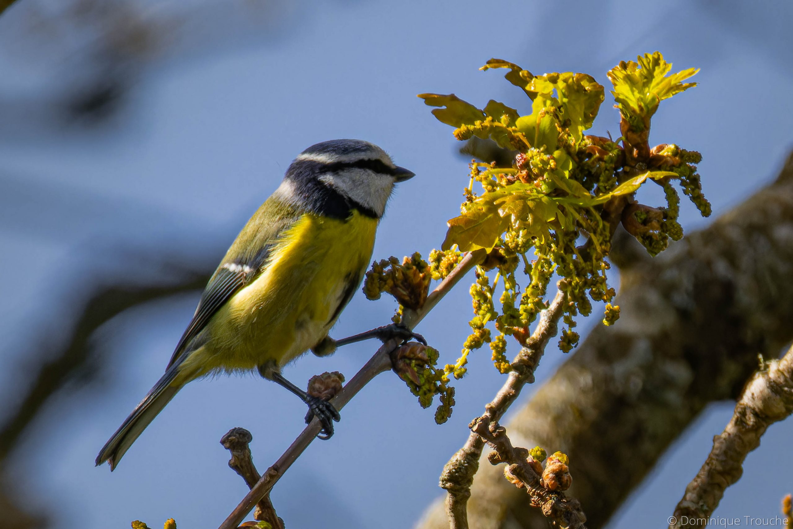 Lire la suite à propos de l’article Mésange bleue