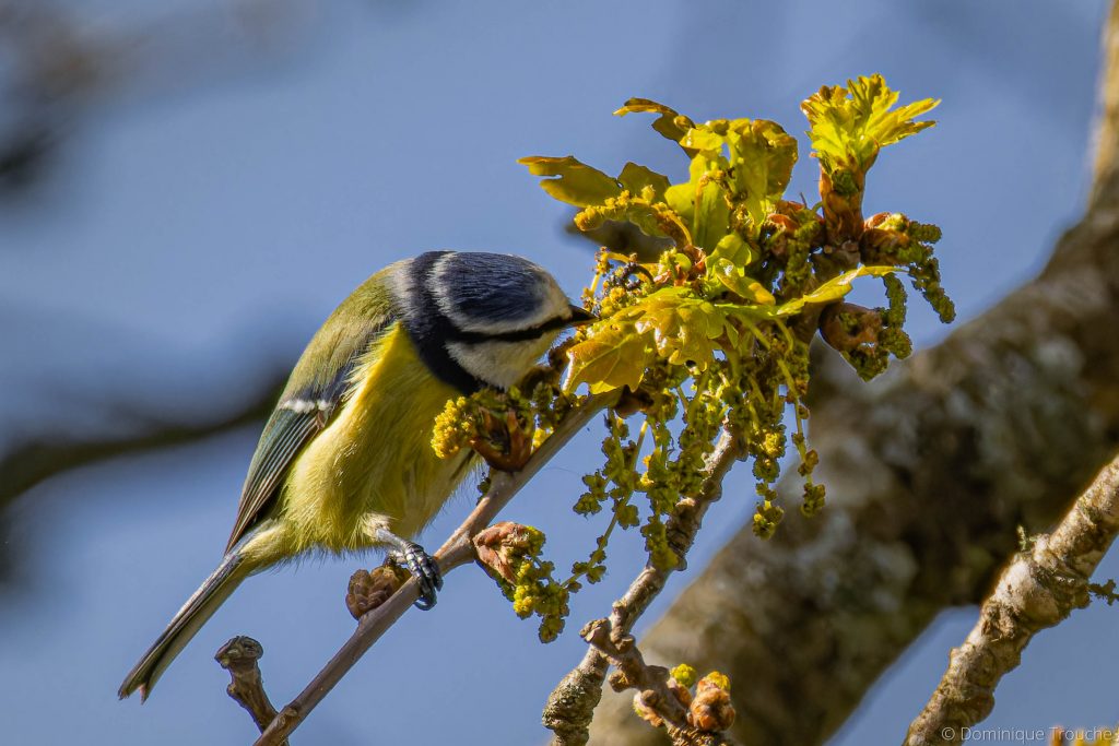 Photographie de mésange bleue