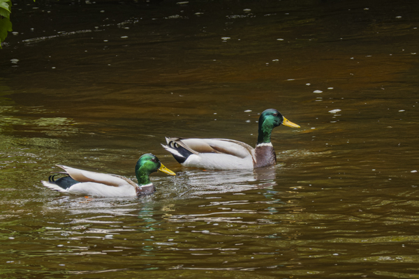 Canards colvert