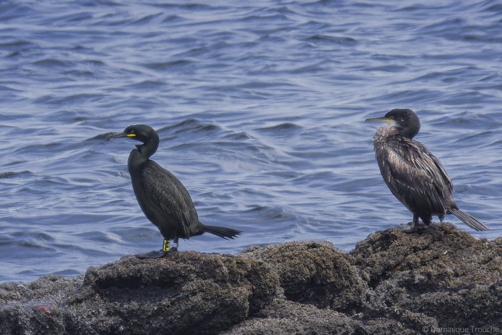 Photo Cormoran huppé et juvénile Ploumanac'h