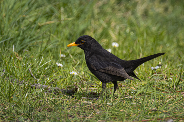 Photographie de merle noir mâle dans Trégor