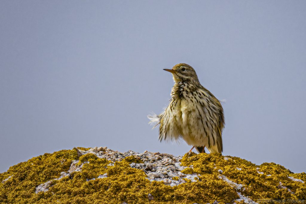 Photo Pipit farlouse Ploumanac'h