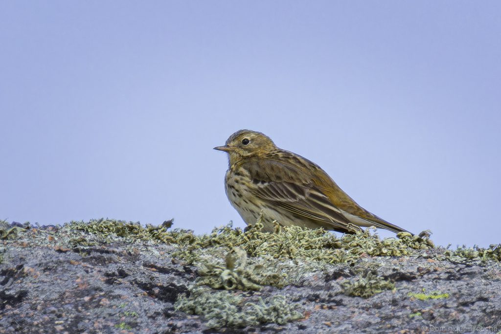 Photo Pipit maritime Ploumanac'h