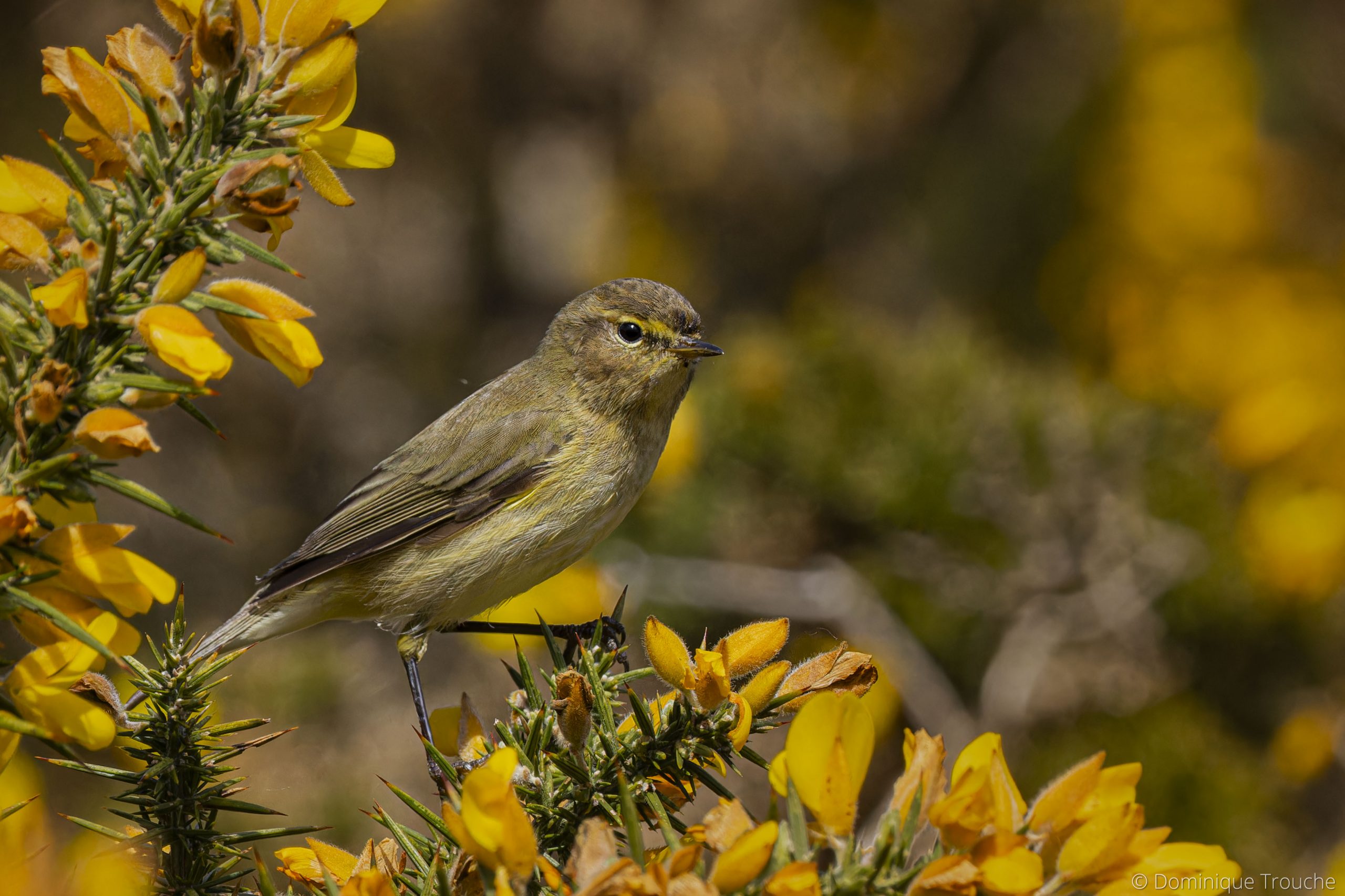 Lire la suite à propos de l’article Ajoncs et Oiseaux à Ploumanac’h
