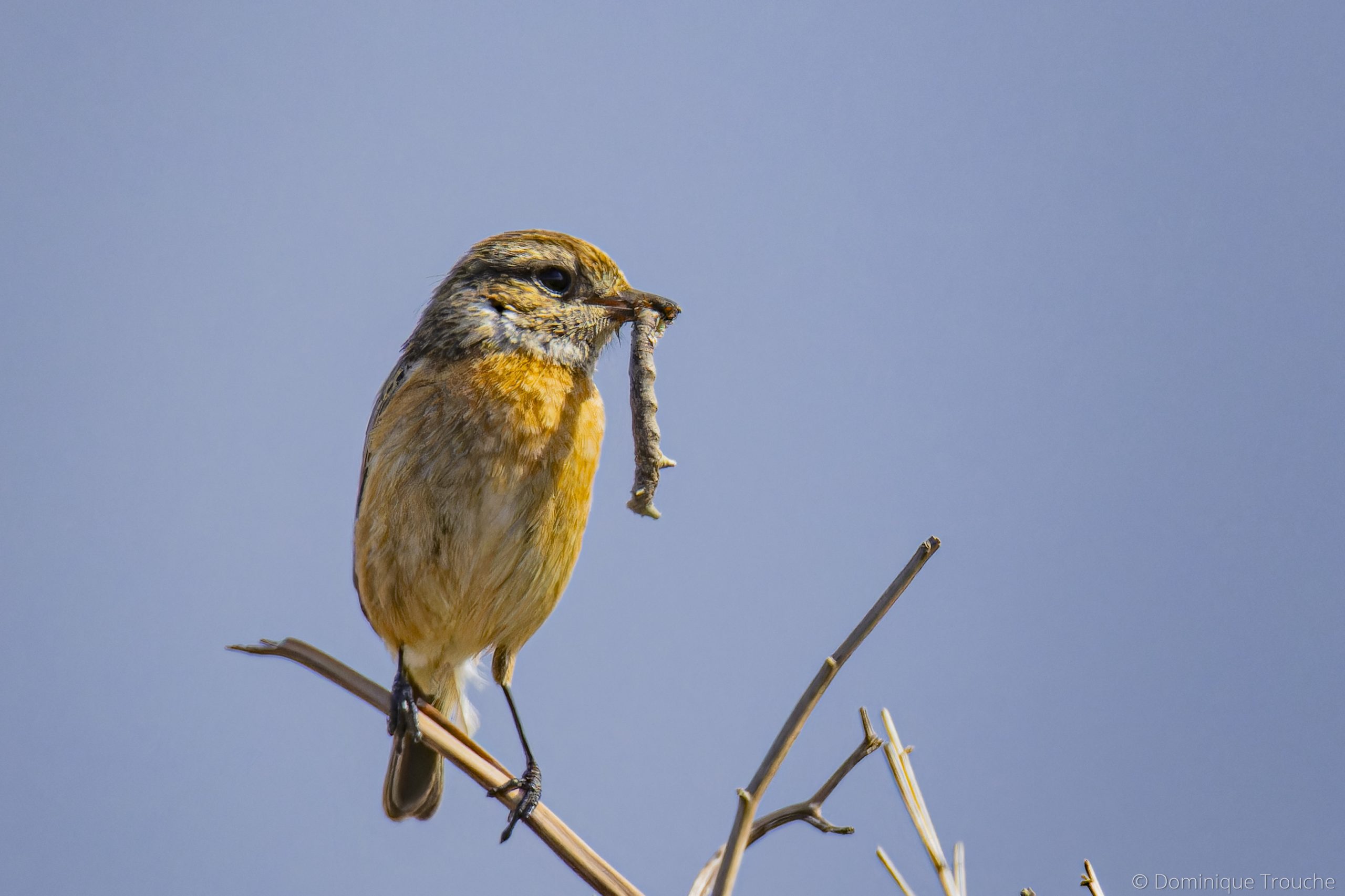 Tarier pâtre Ile-Grande