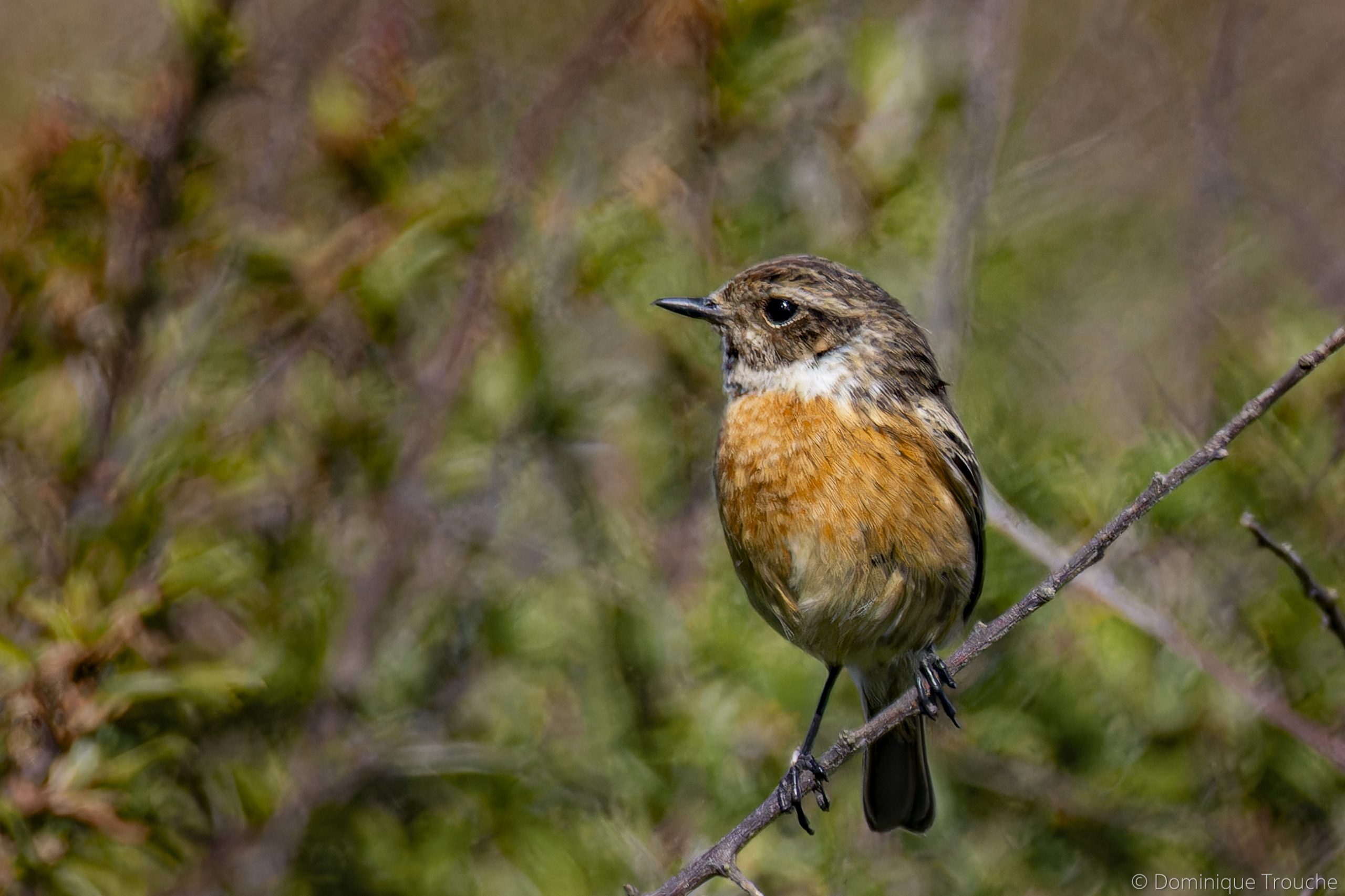 Tarier pâtre Ile-Grande
