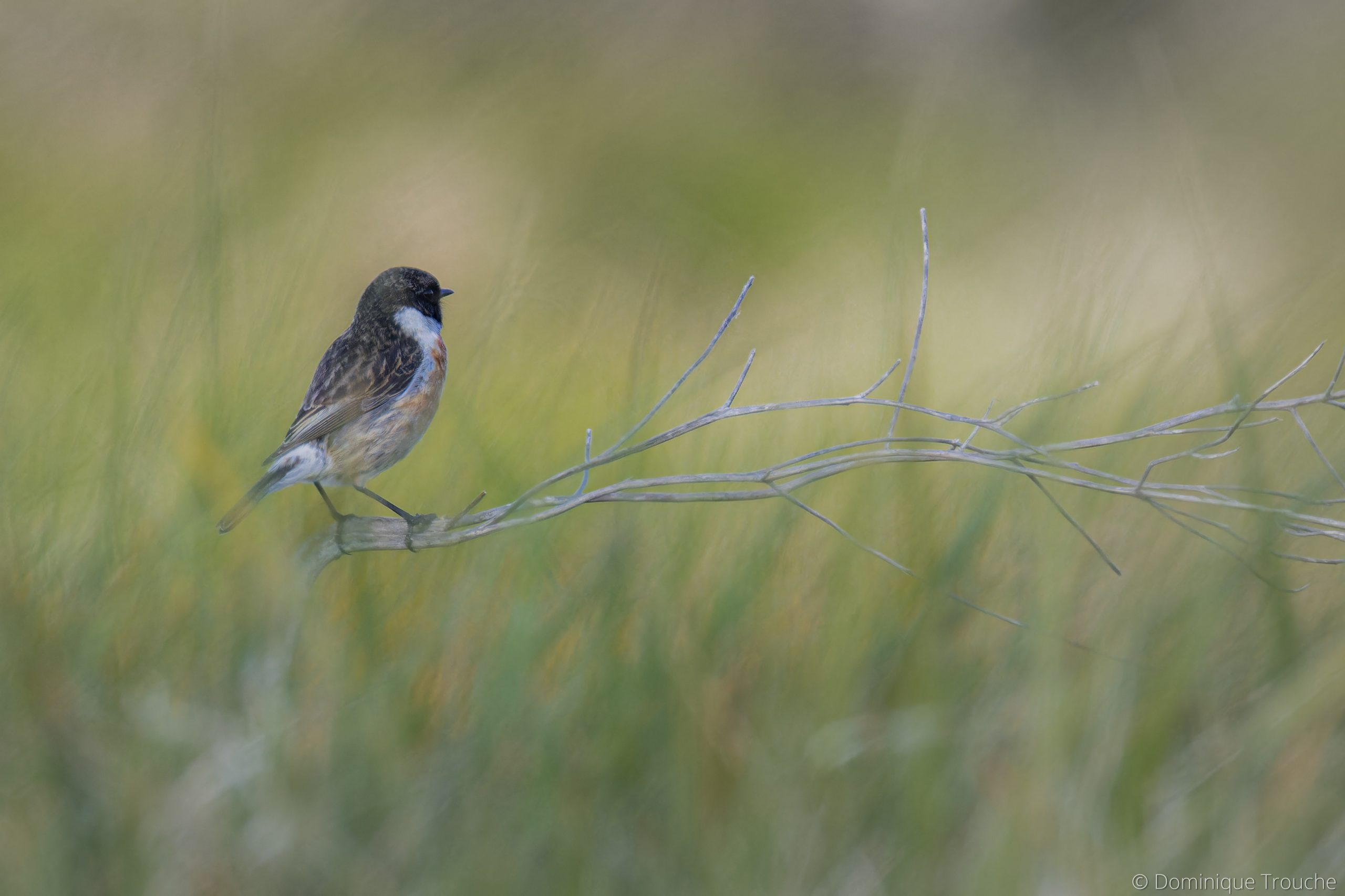 Tarier pâtre Ile-Grande