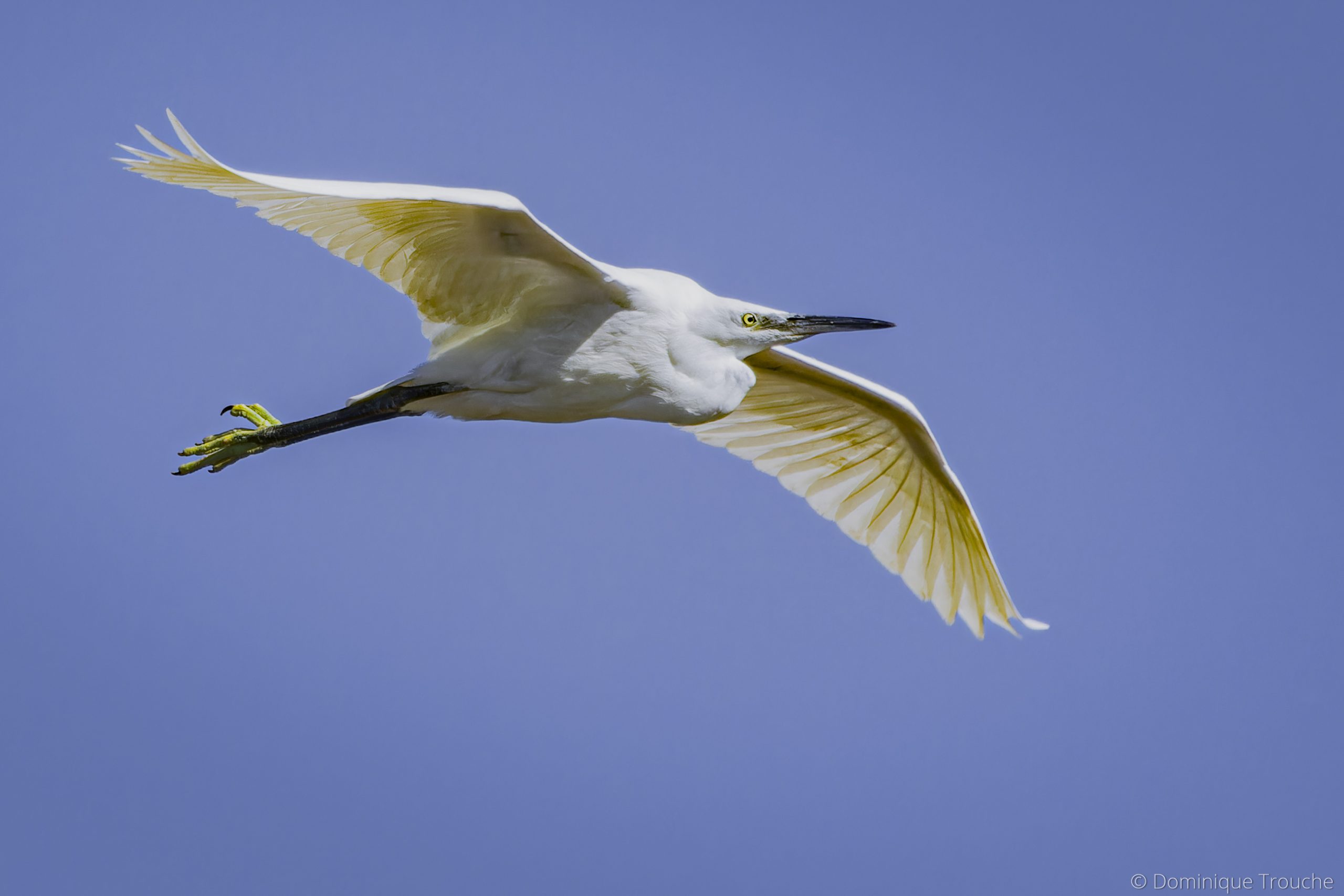 Aigrette garzette