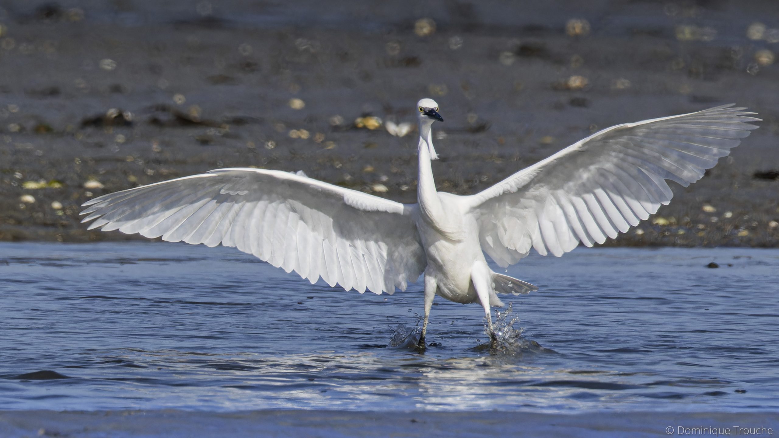 Aigrette garzette