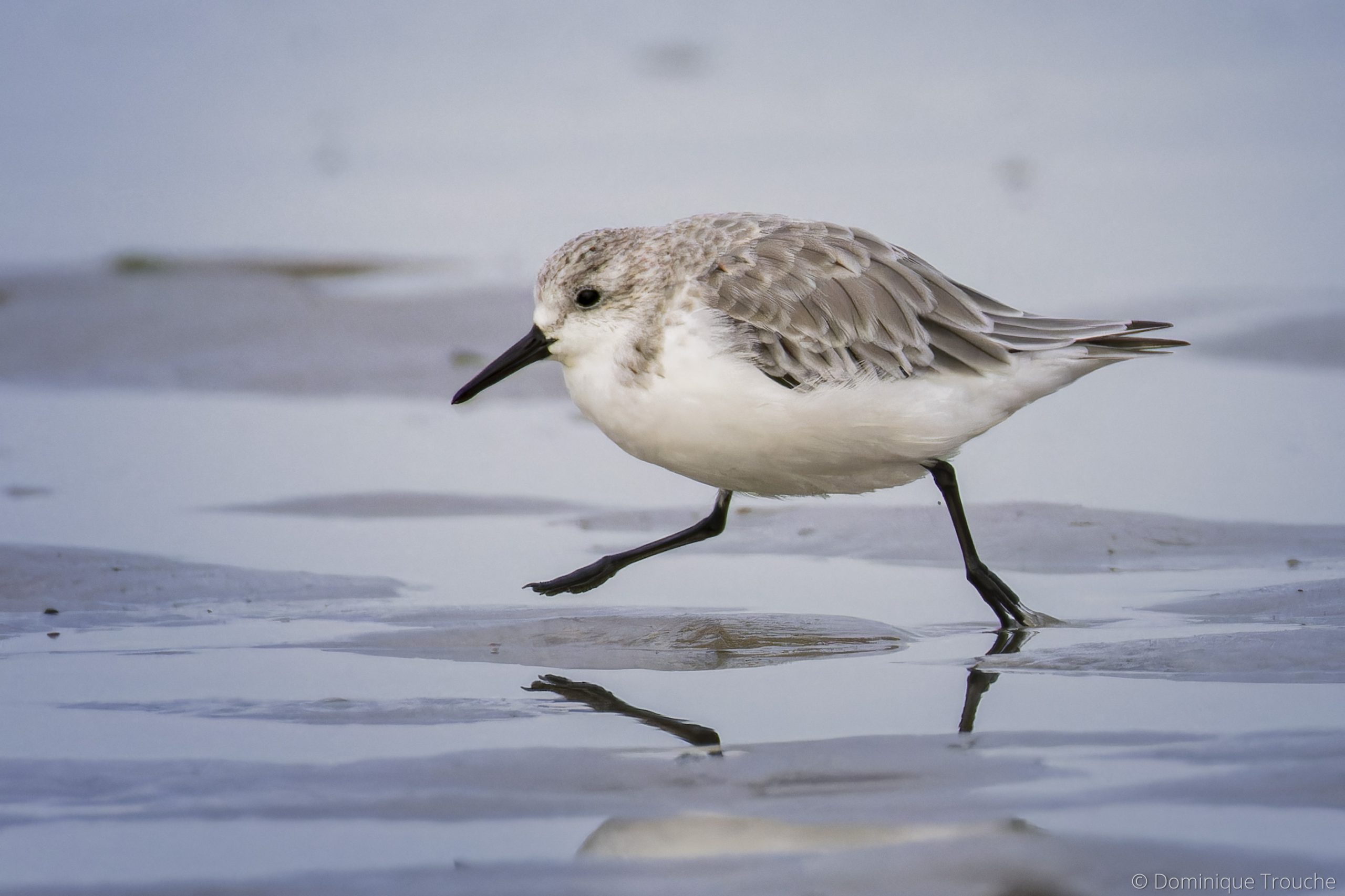 Bécasseau sanderling