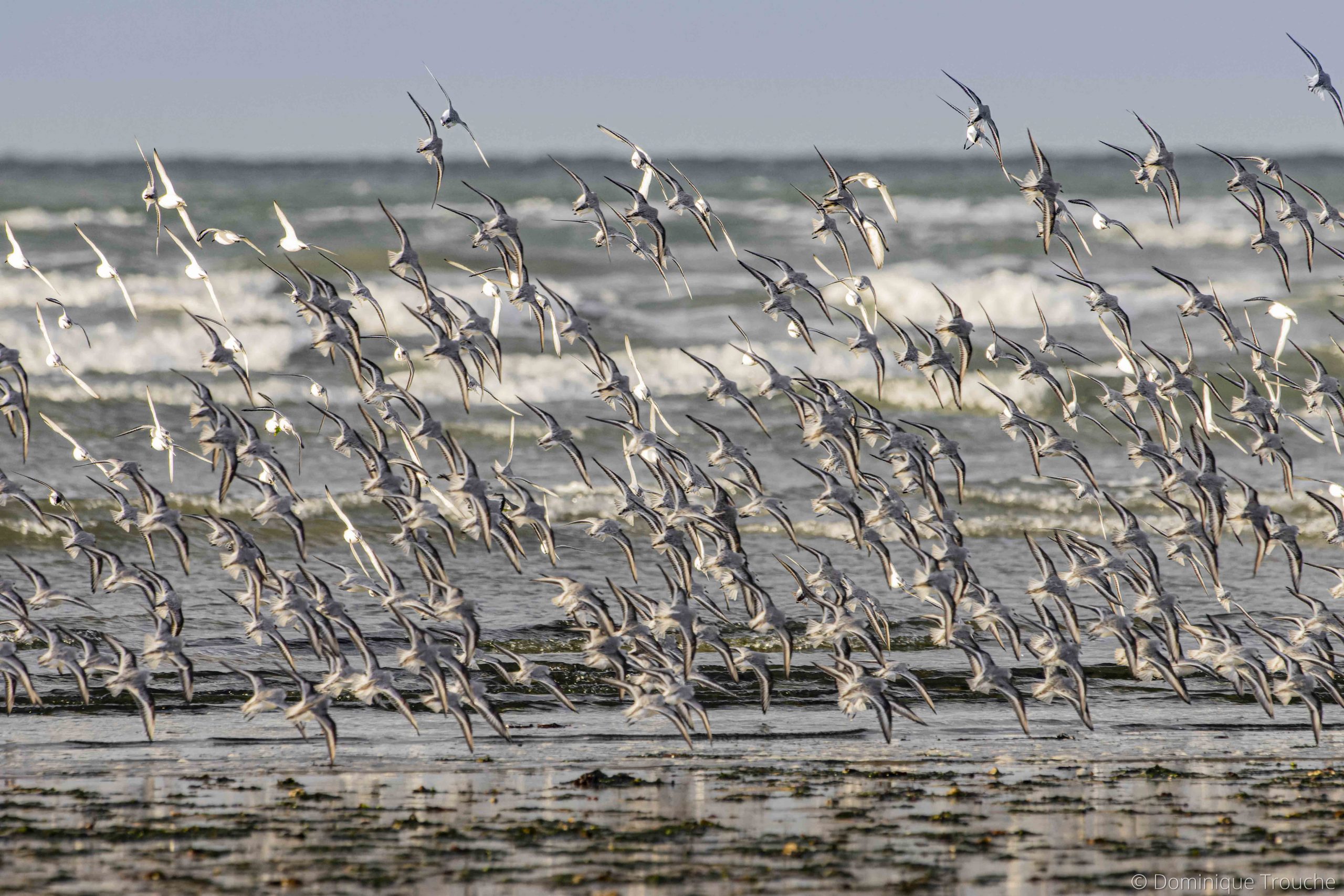 vol de Bécasseau sanderling