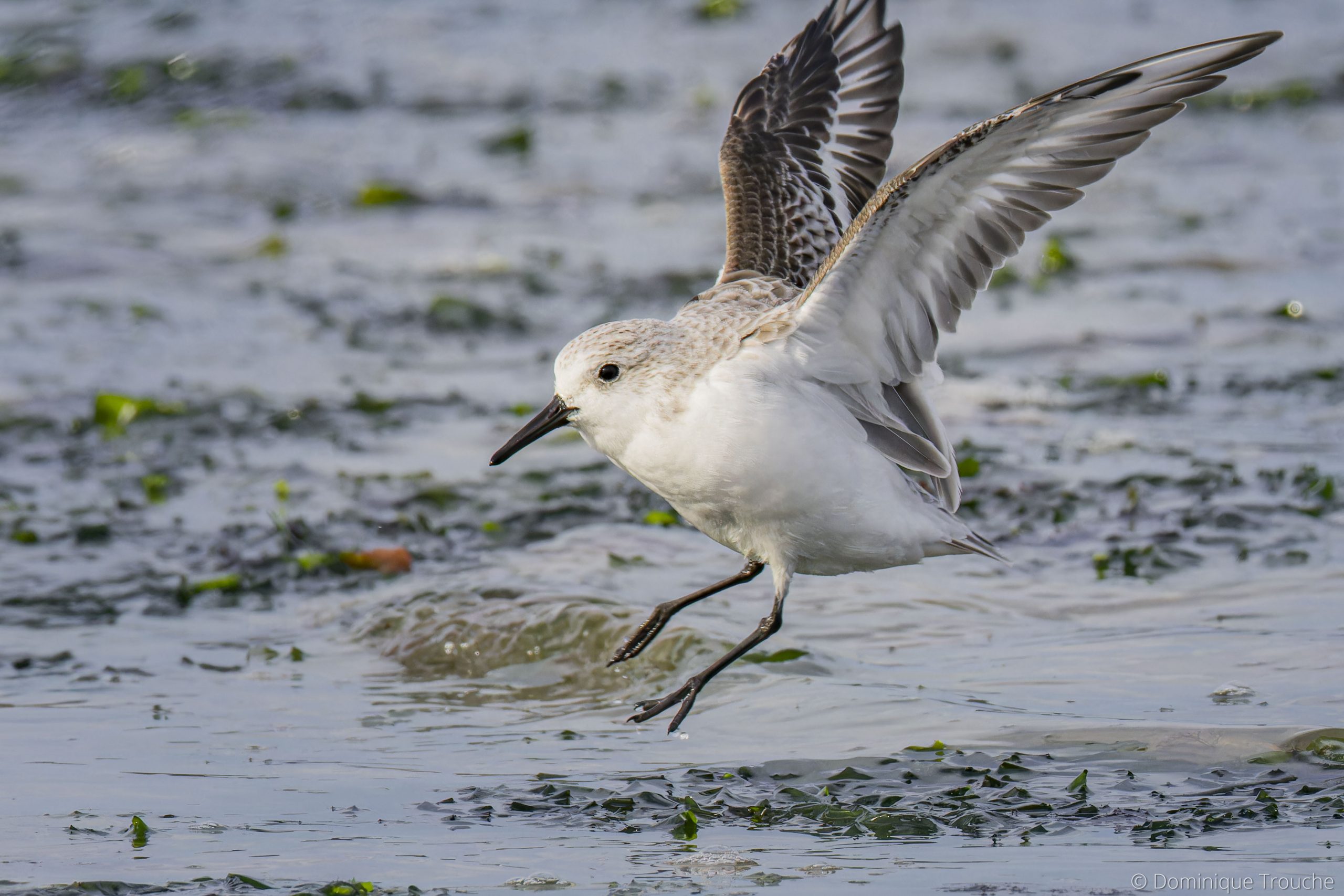 Bécasseau sanderling
