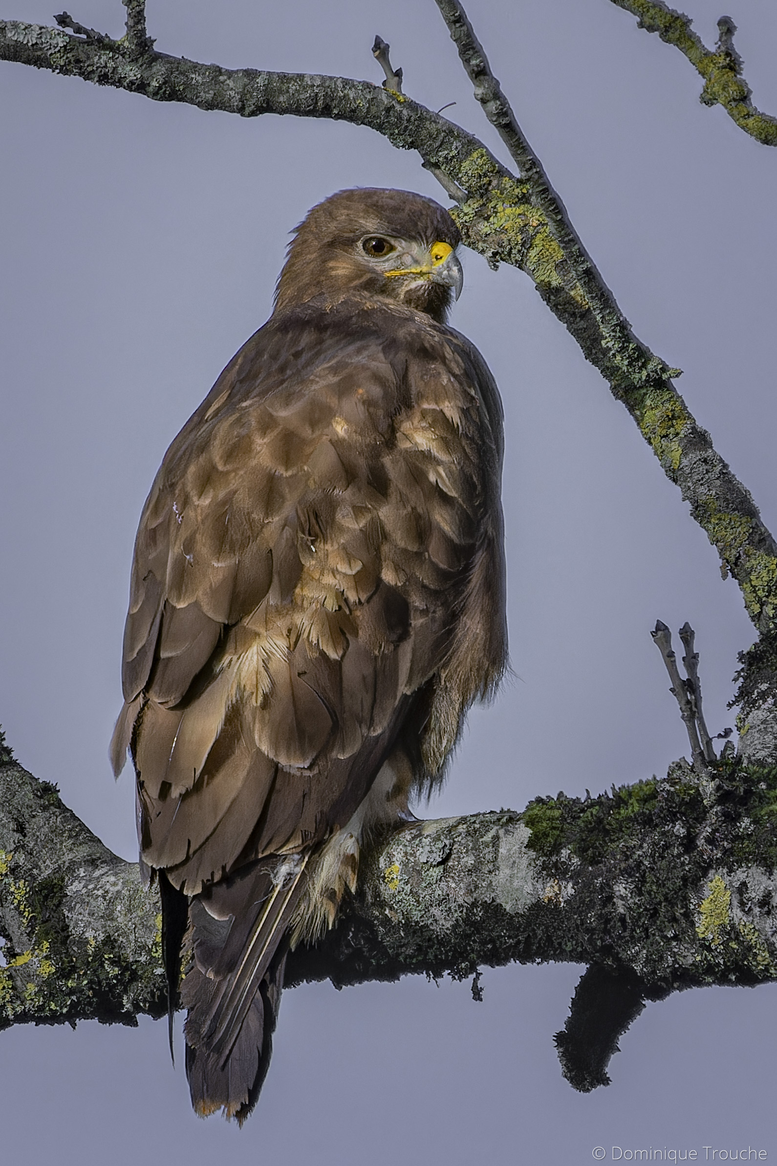 Buse variable