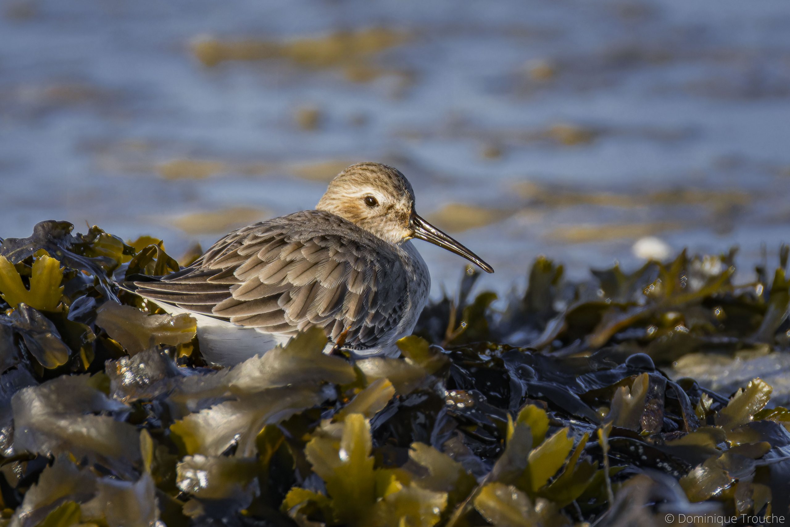 Bécasseau variable