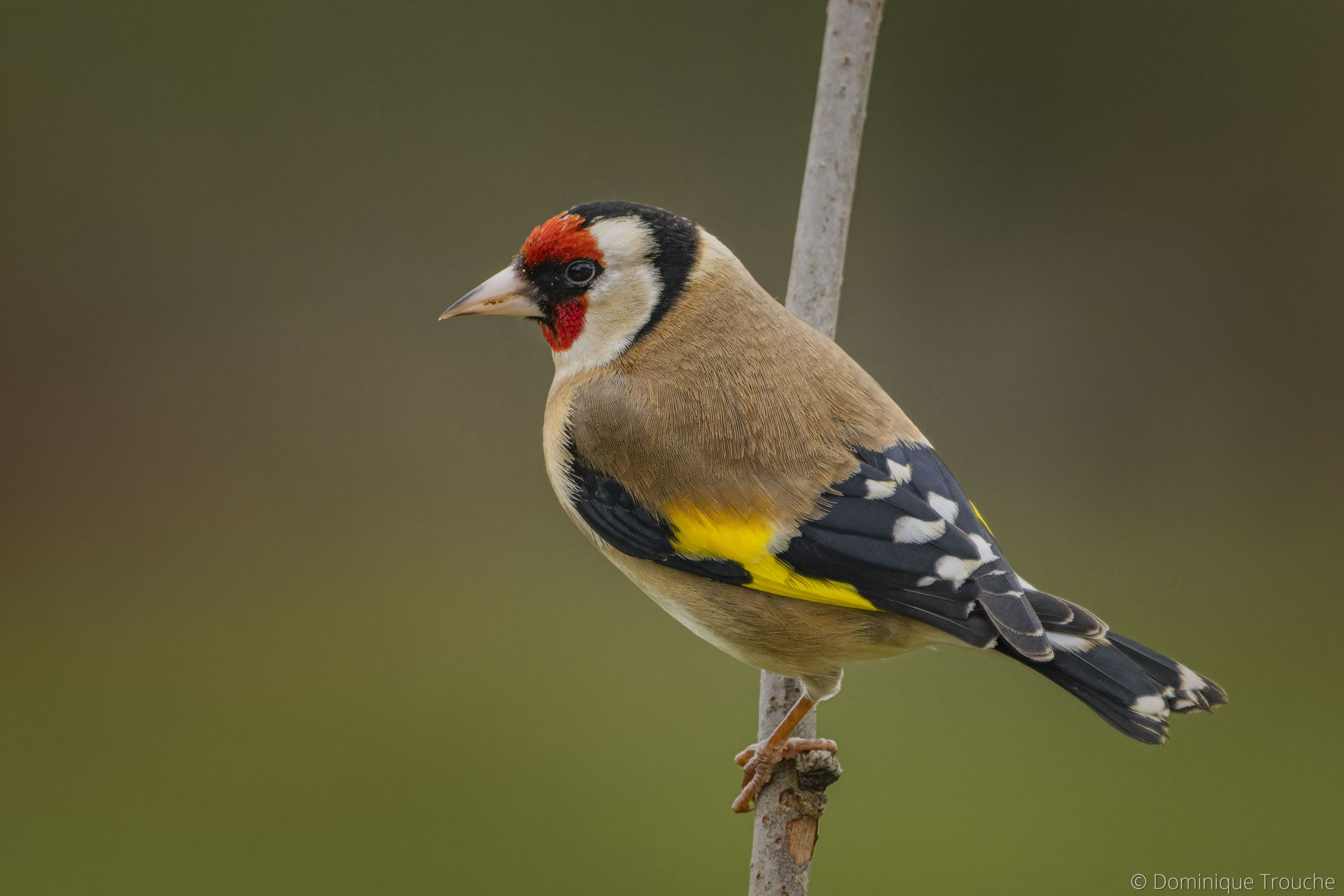Chardonneret élégant