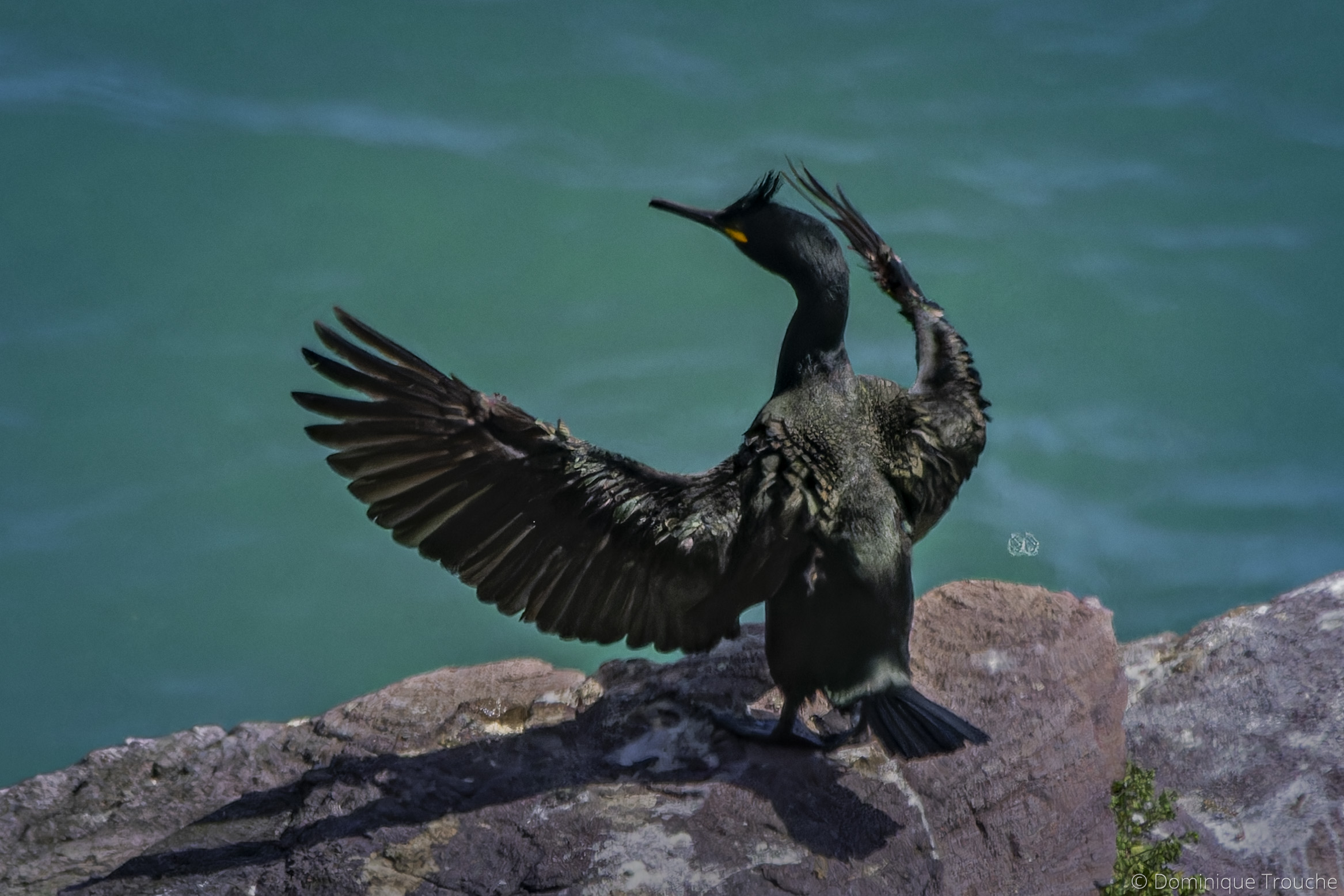 Cormoran huppé