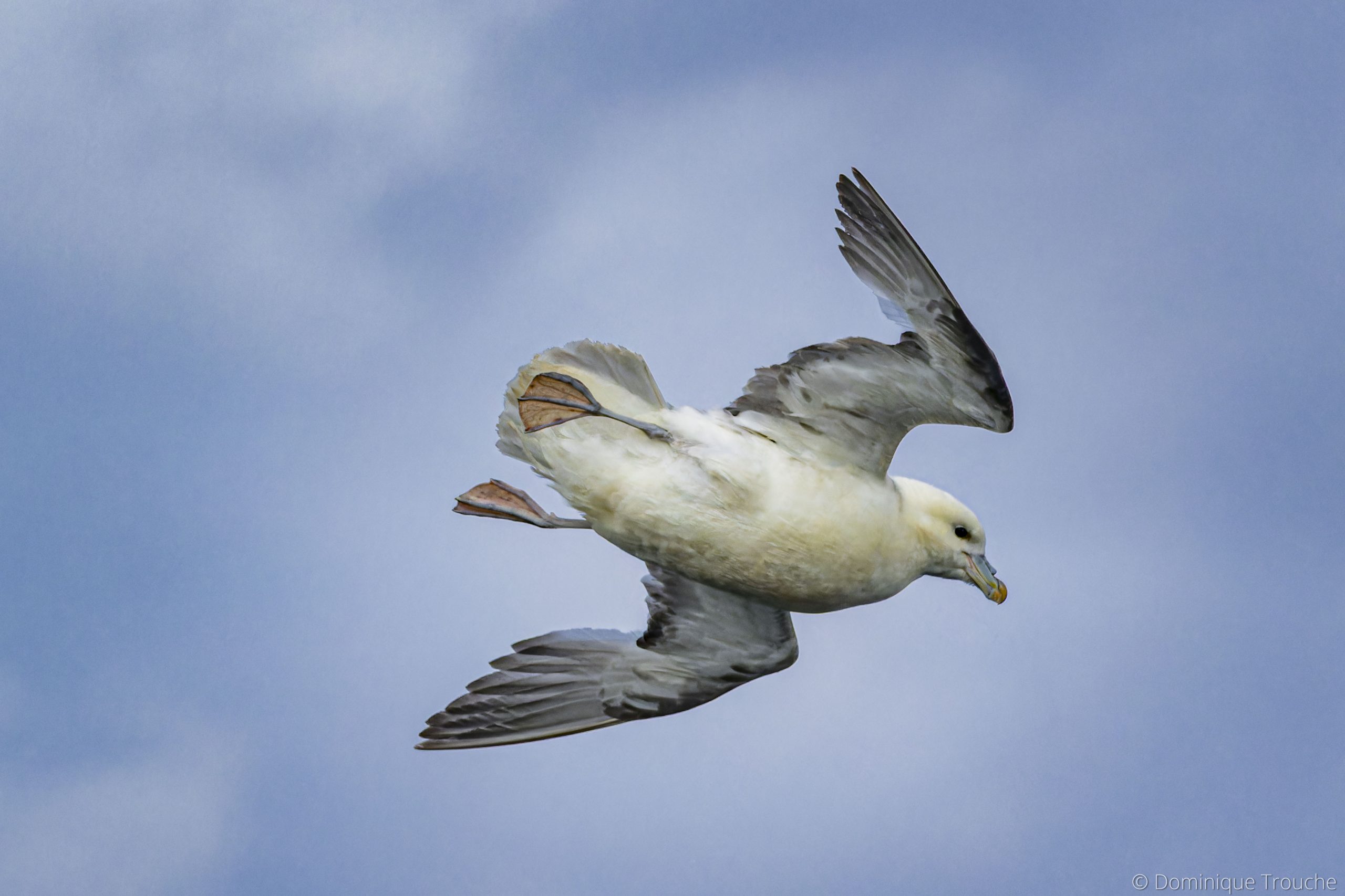 Fulmar boréal (pétrel)