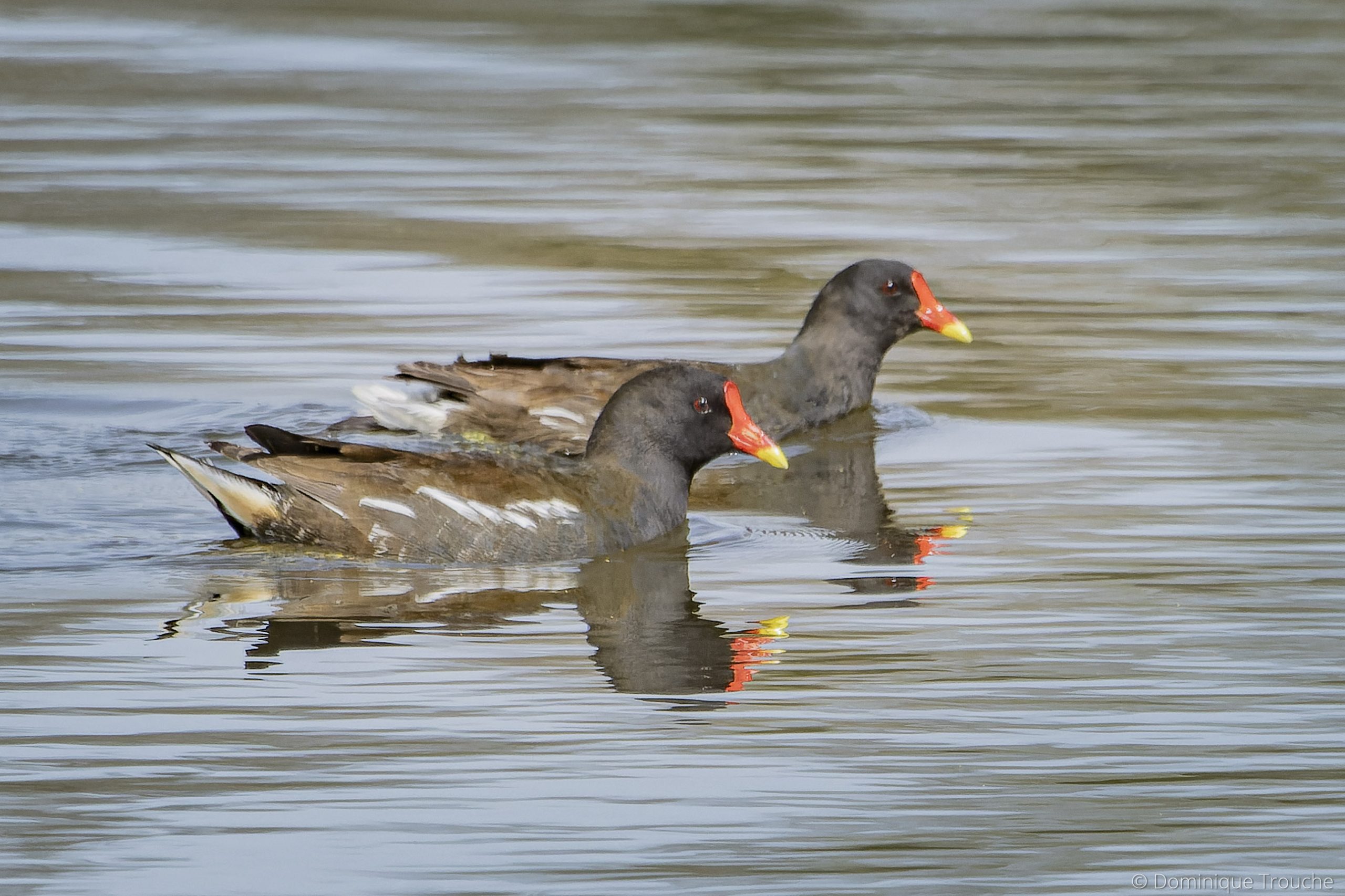 Gallinule poule d'eau