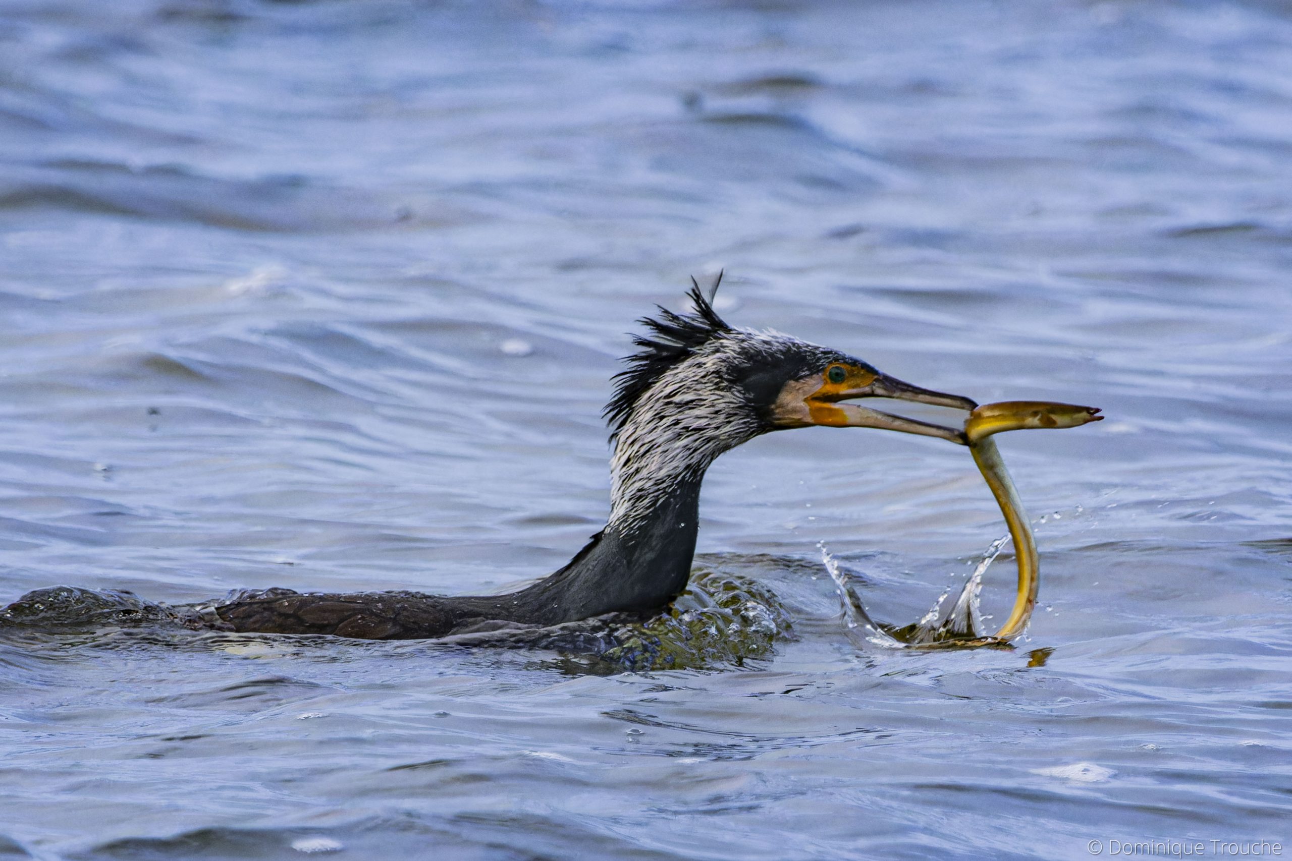 Grand Cormoran se bat avec une anguille