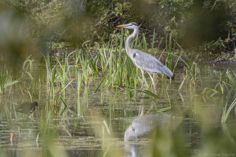 Héron cendré et Gallinule poule d'eau