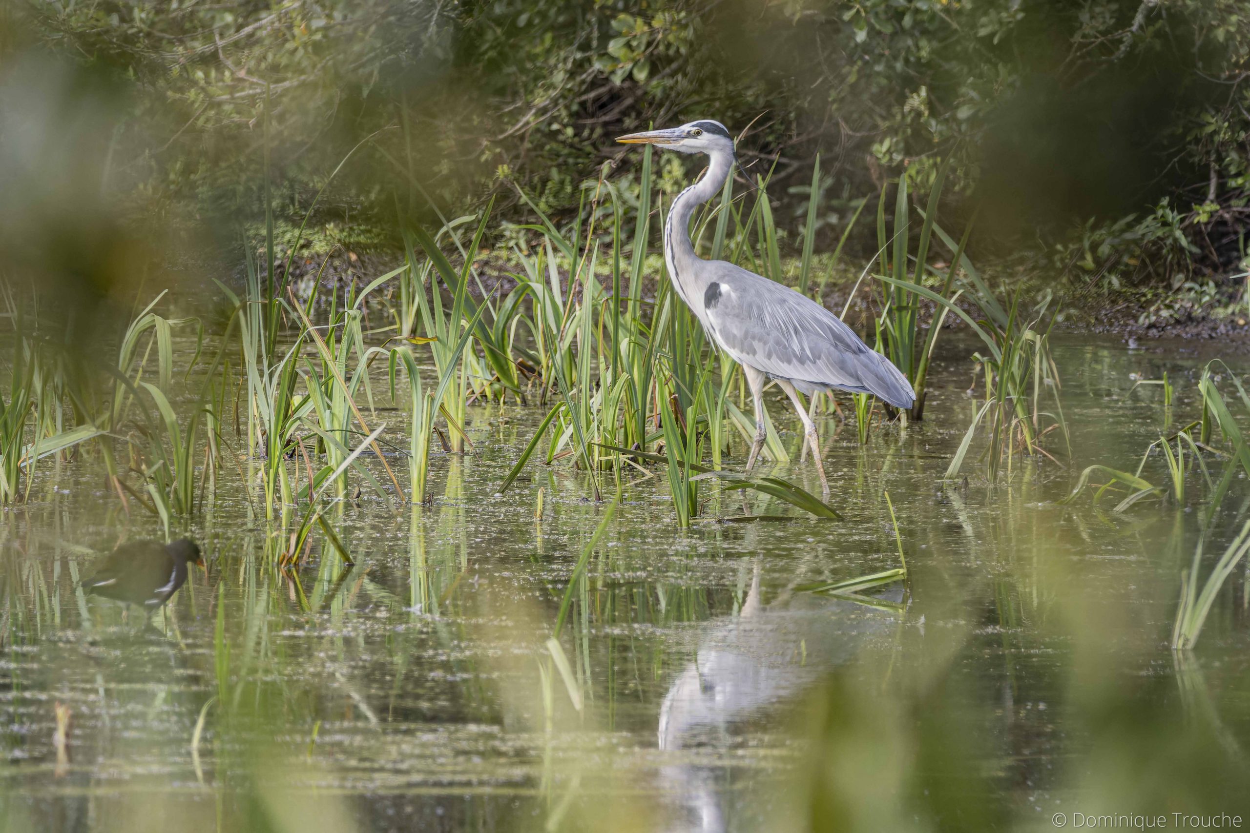 Héron cendré et Gallinule poule d'eau