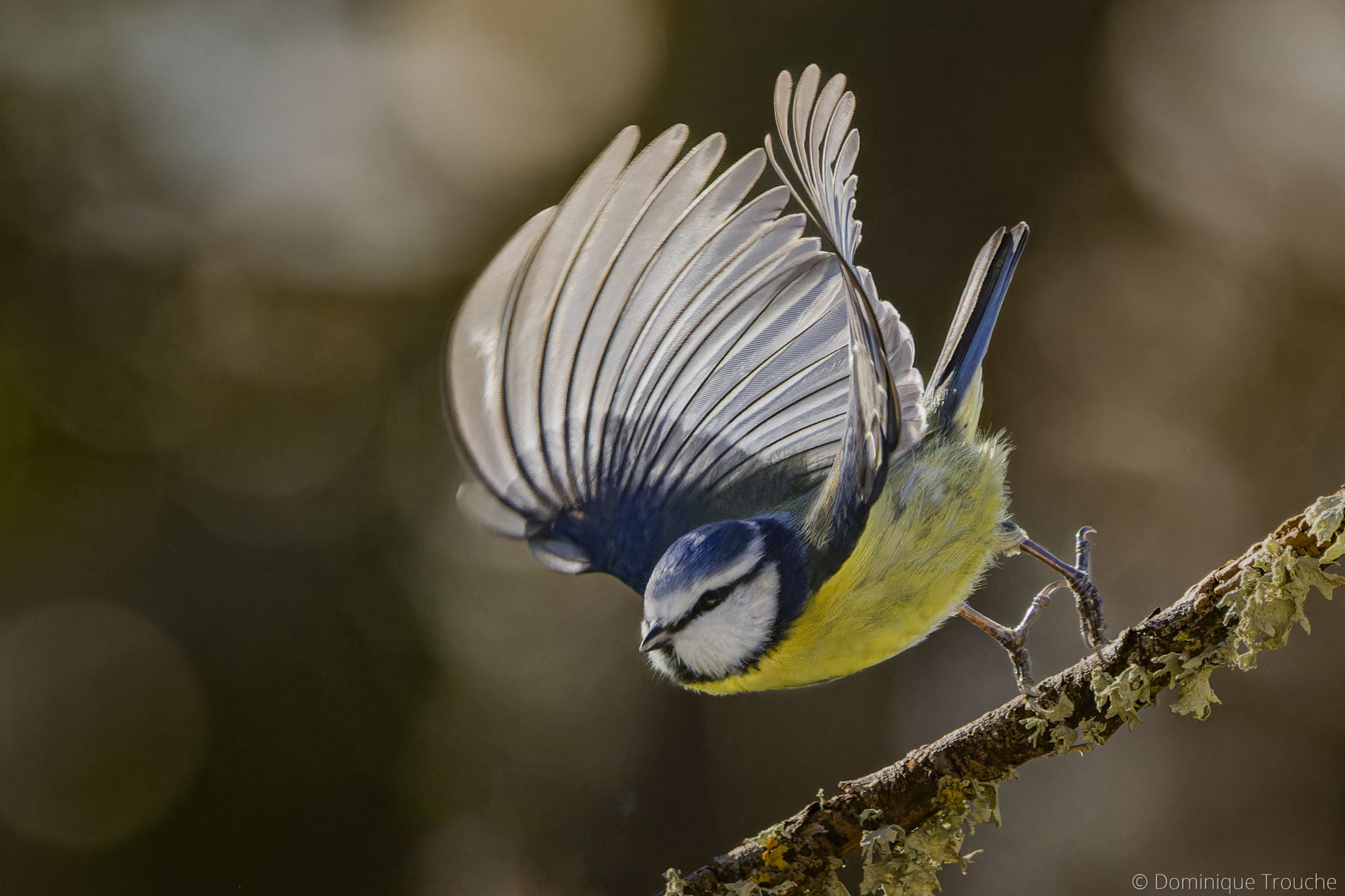 Mésange bleue