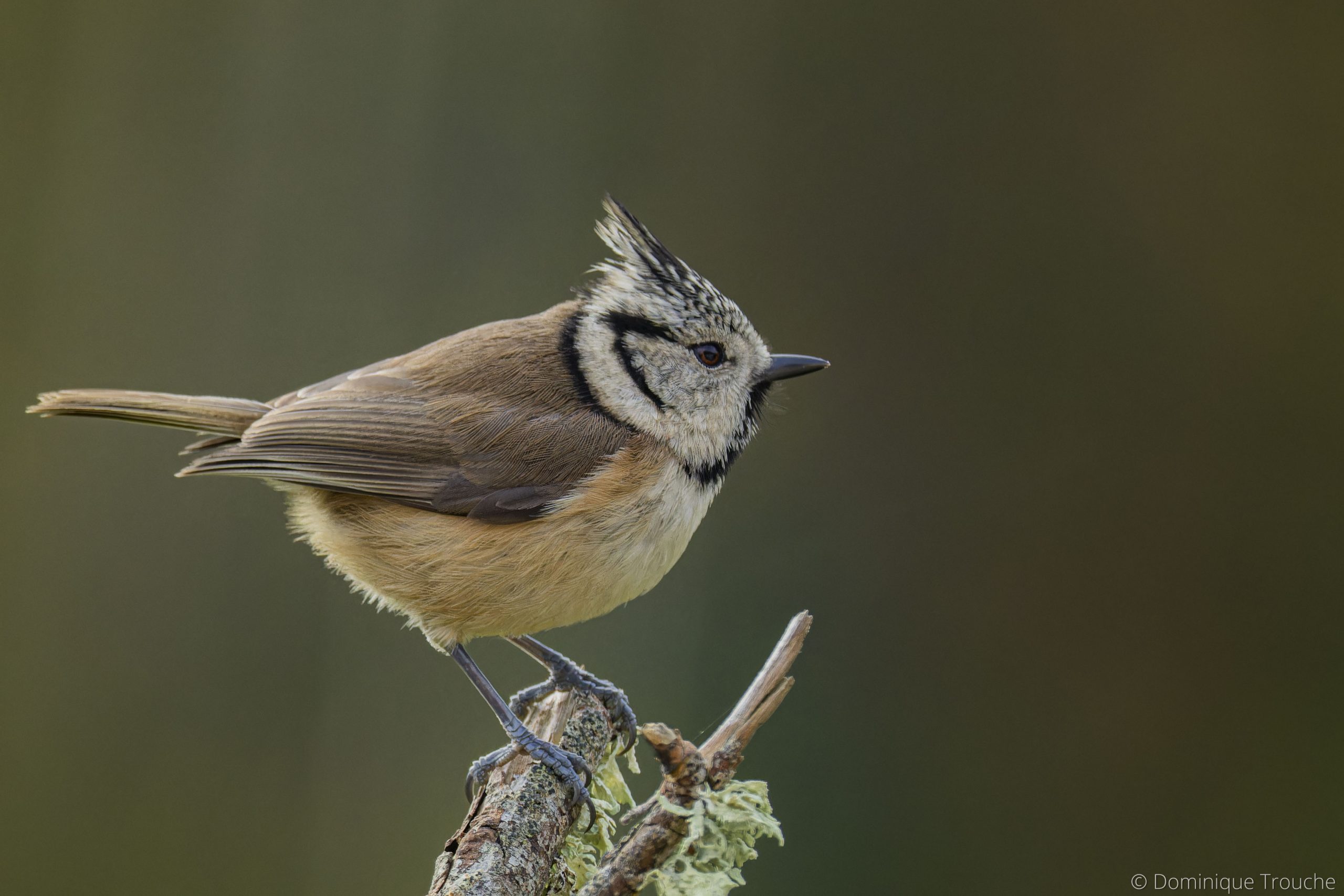 Mésange huppée