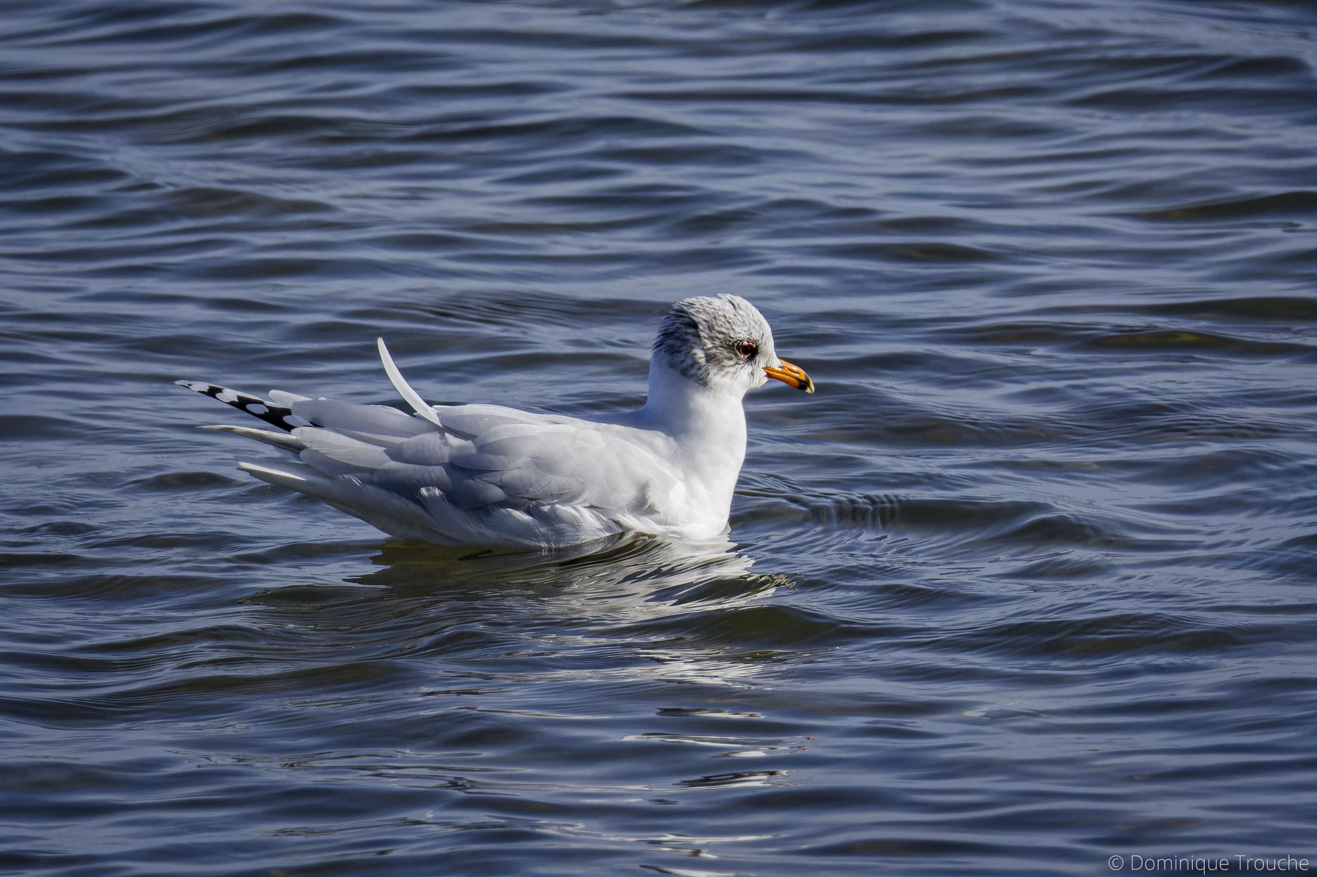 Mouette mélanocéphale