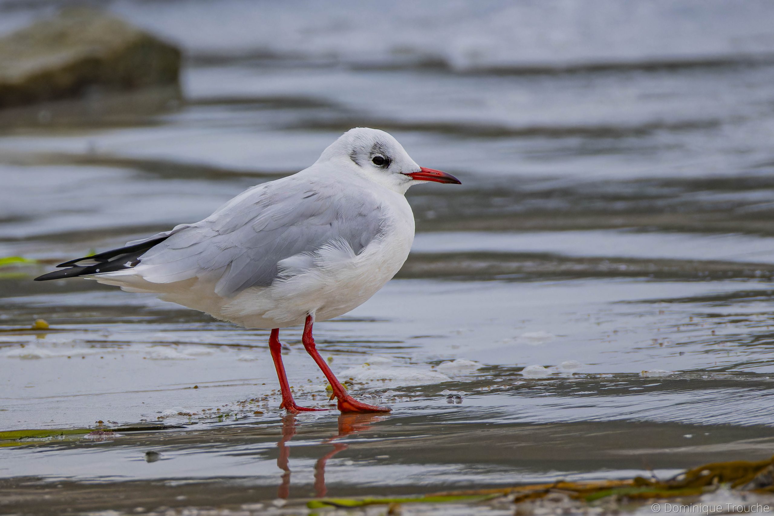 Mouette rieuse