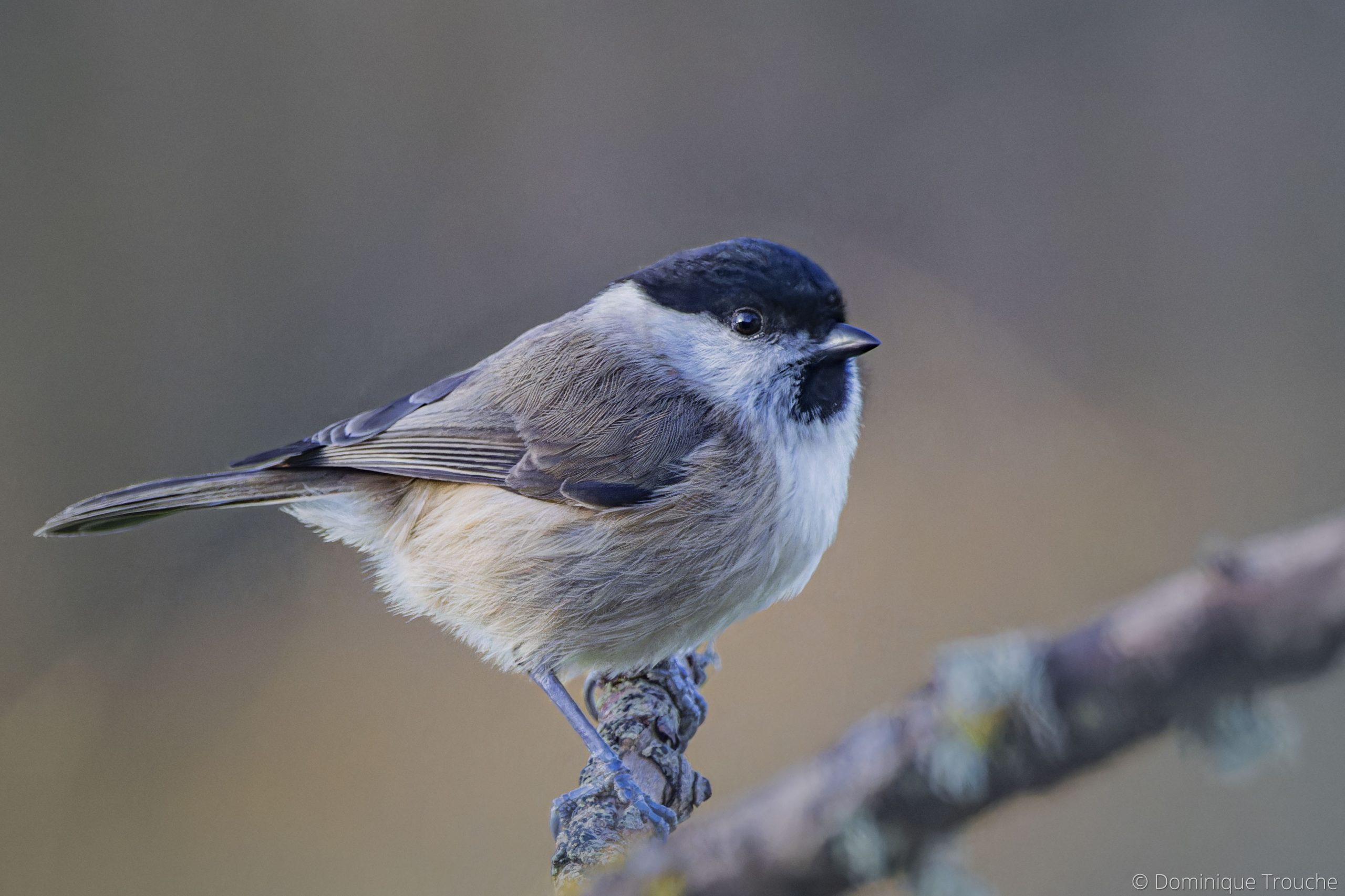 Mésange nonette