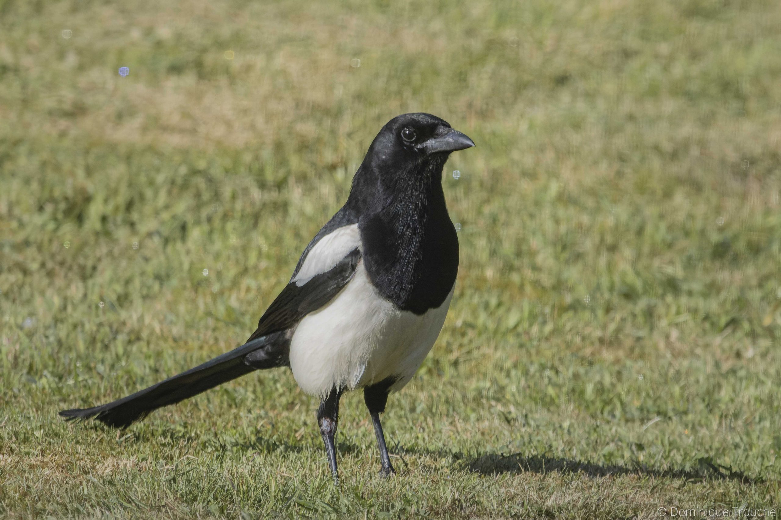 Pie Bavarde