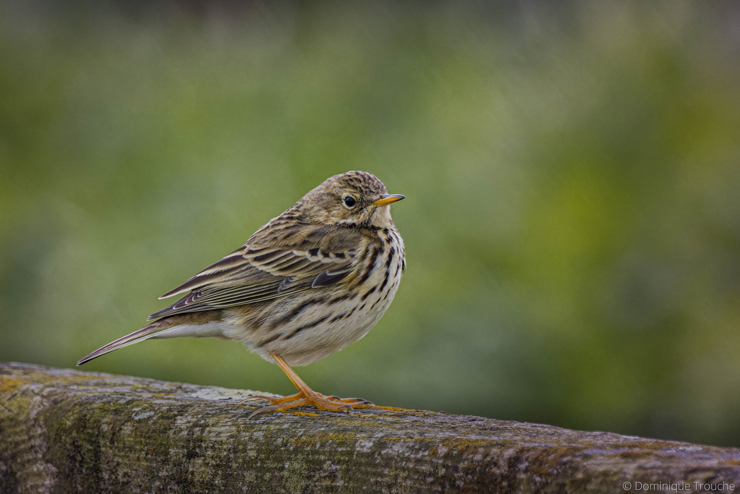 Pipit farlouse