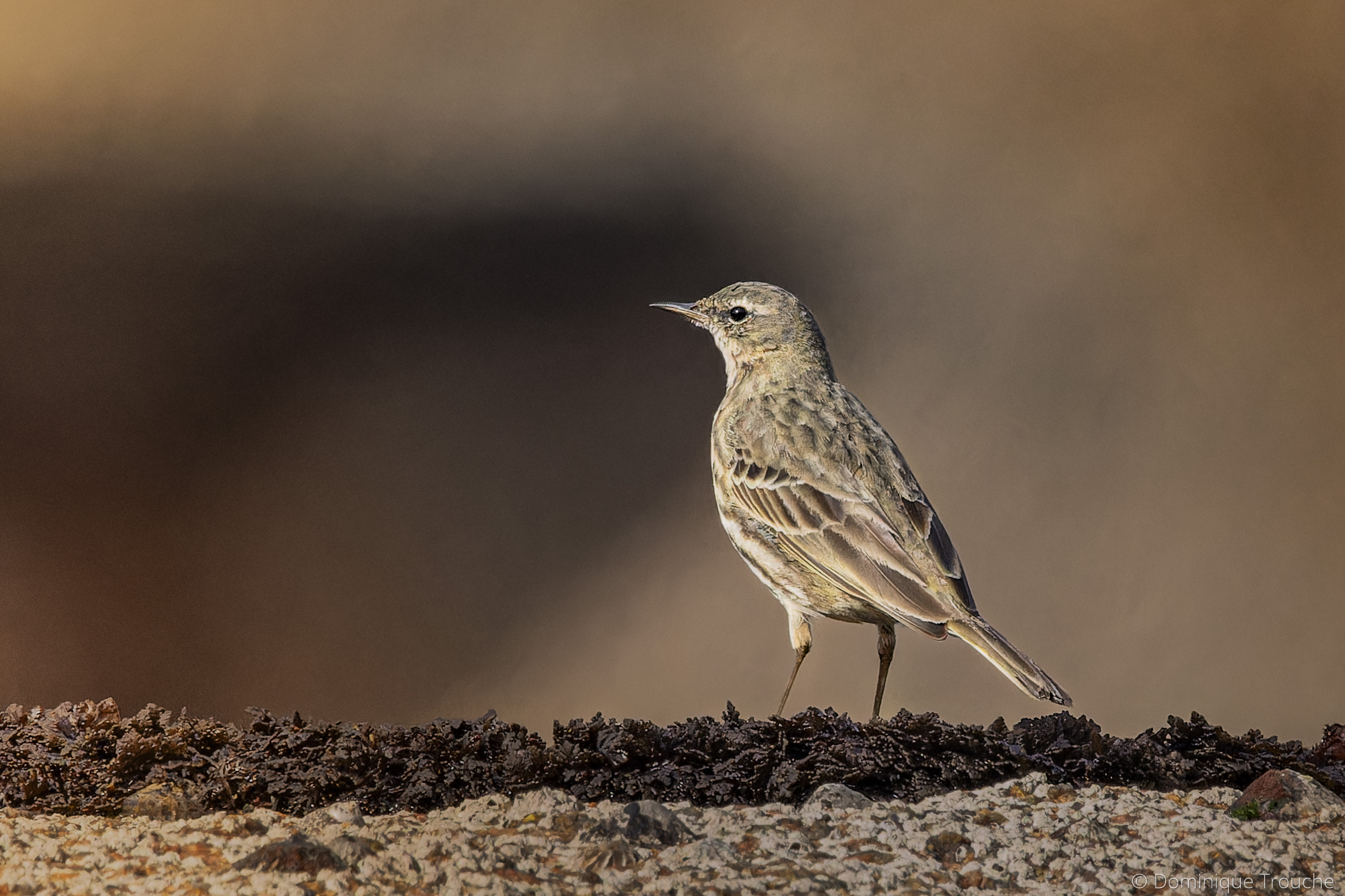 Pipit maritime