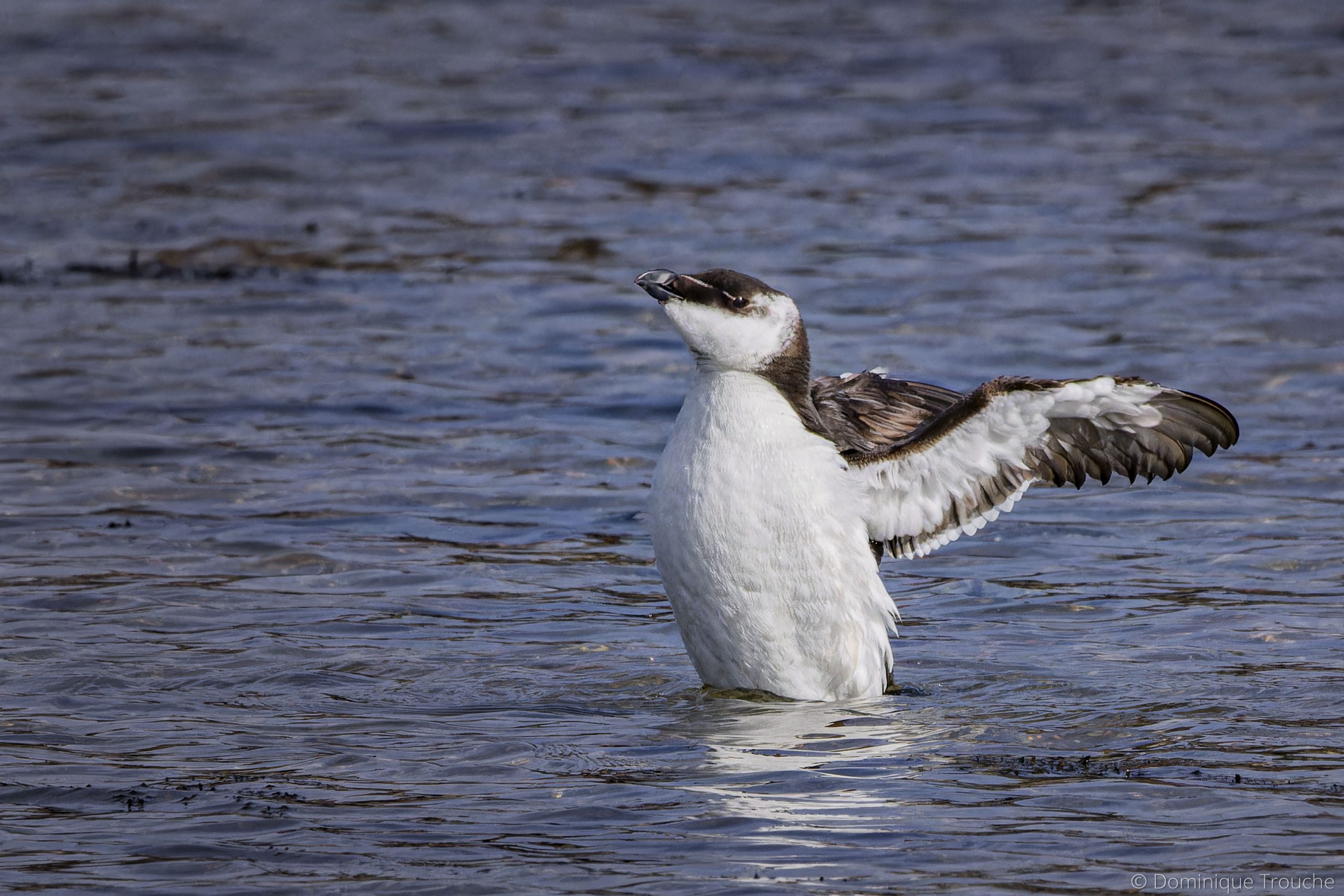 Pingouin torda