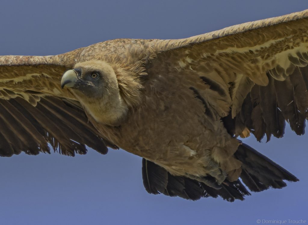 Photo de Vautour fauve Pyrénées