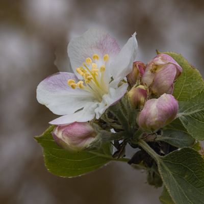Fleur de pommier
