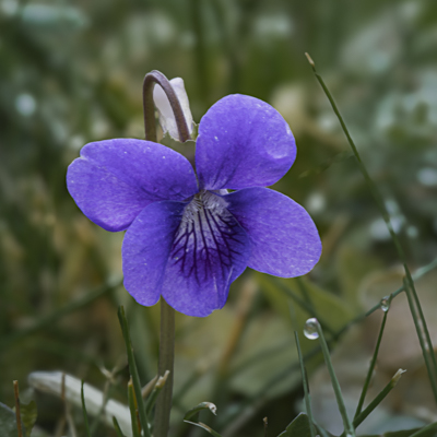 Violette