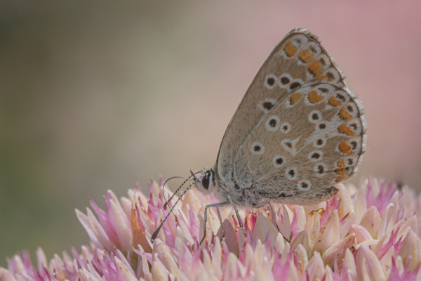 Photographie papillon Azuré commun Trébeurden