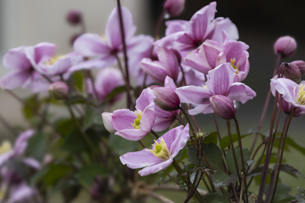 Lire la suite à propos de l’article Le printemps dans mon jardin