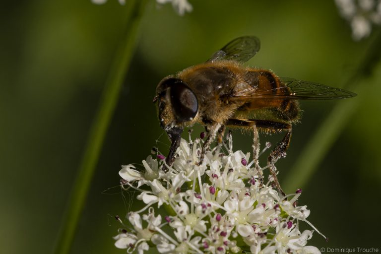 Abeille sur ombellifère
