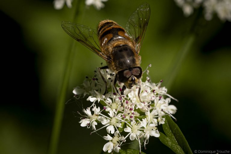 Abeille sur ombellifère