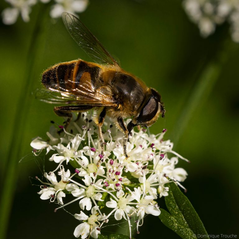 Abeille sur ombellifère
