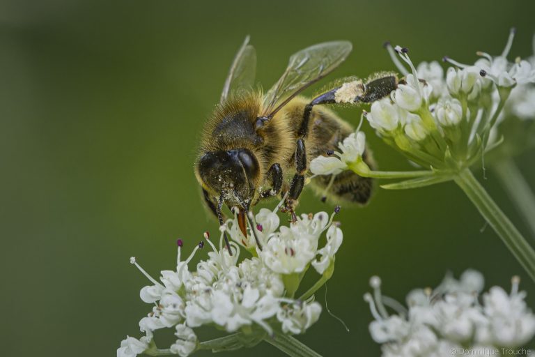 Abeille sur ombellifère