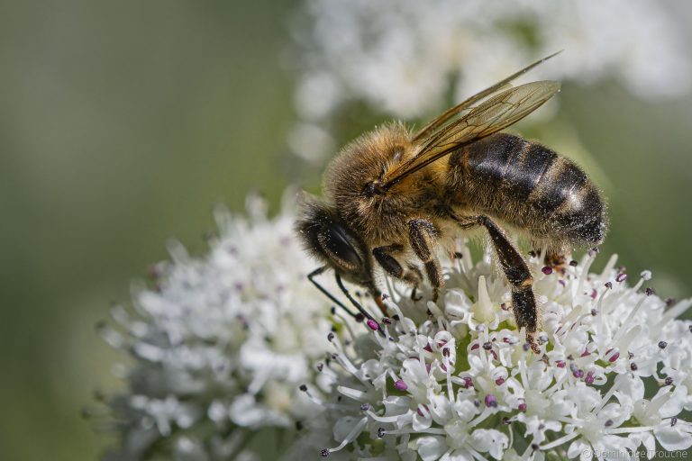 Abeille sur ombellifère