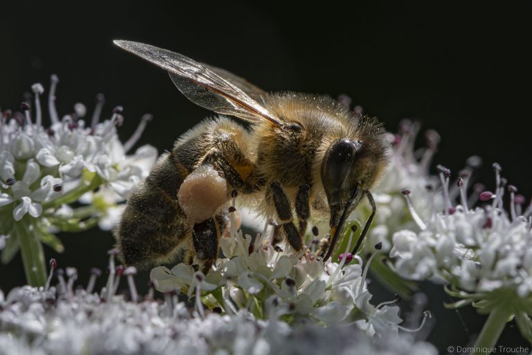 Abeille sur ombellifère