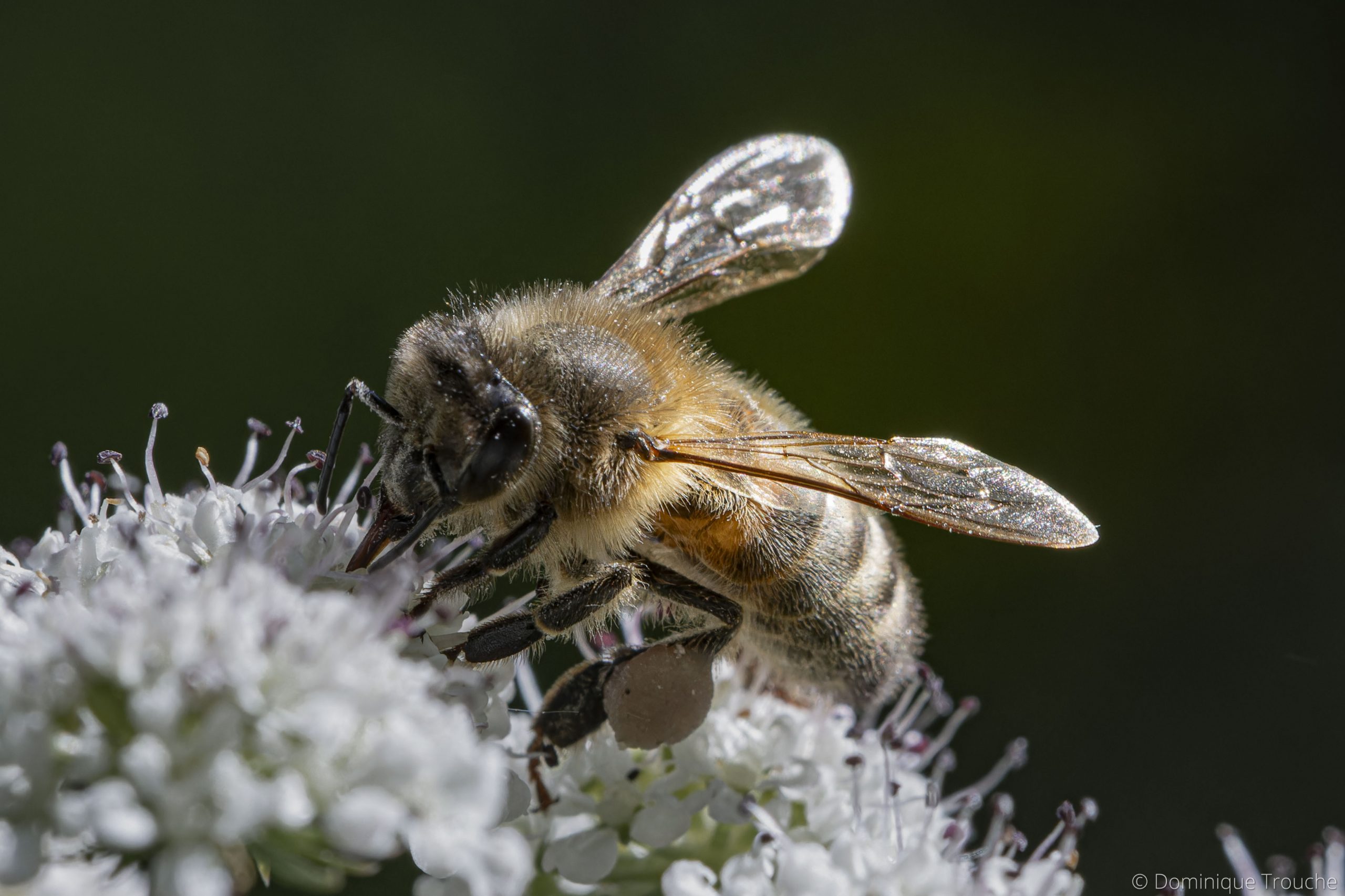 Lire la suite à propos de l’article Les abeilles butinent les ombellifères