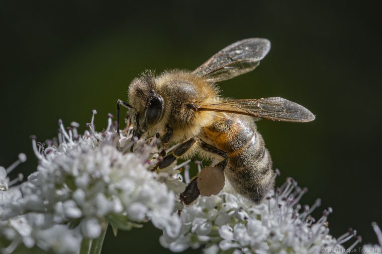 Abeille sur ombellifère