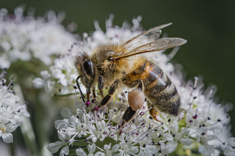 Abeille sur ombellifère